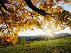 Autumn Leaves（秋叶）