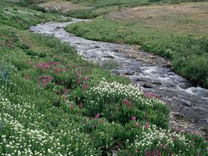 Creek（潺潺小溪）