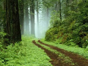 Forest（森林小路）