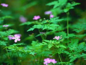 Forest Flowers（森林花卉）