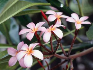 Frangipani Flowers（鸡蛋花）