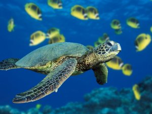 Green Sea Turtle（绿色海龟）