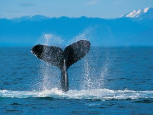 Humpback Whale（大翅鲸）