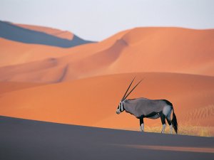 Oryx Antelope（剑羚）