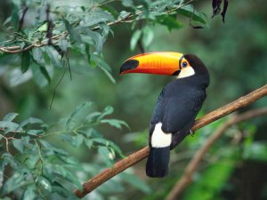 Toco Toucan（托哥巨嘴鸟）