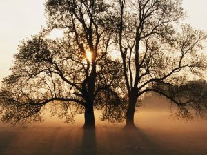 Tree（共度夕阳）
