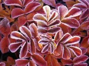 Winter Leaves（冬叶）