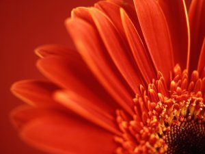 Orange gerbera (Gerbera jamesonii), detail