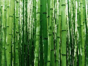 Bamboo forest (Poaceae sp.) , close-up