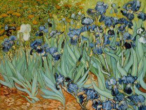 Irises