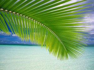Palm tree leaves and ocean, Maluku, Indonesia