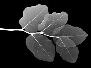 X-ray of salal leaves (Digital Enhancement)