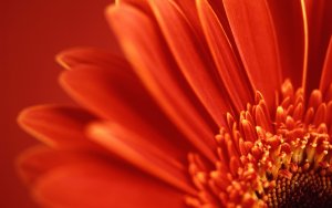 Orange gerbera (Gerbera jamesonii), detail