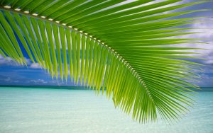 Palm tree leaves and ocean, Maluku, Indonesia