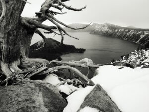 USA, Oregon, Crater Lake and Whitebark pine, (B&W)