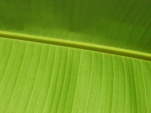 Leaf 02