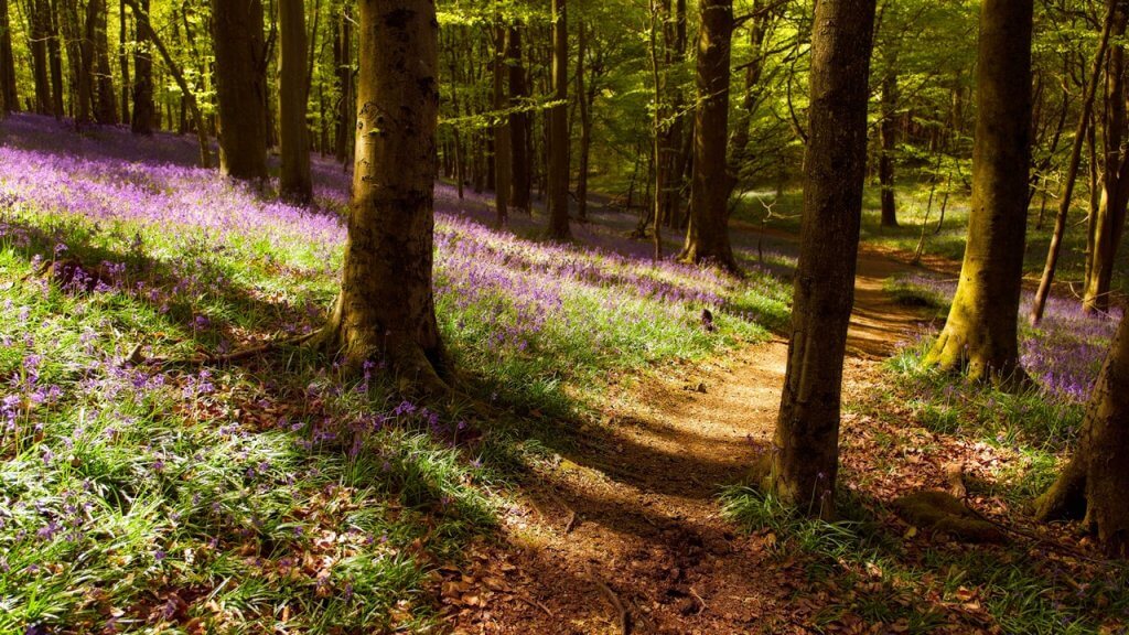 Bluebells Suspended in Time – @mendhak
