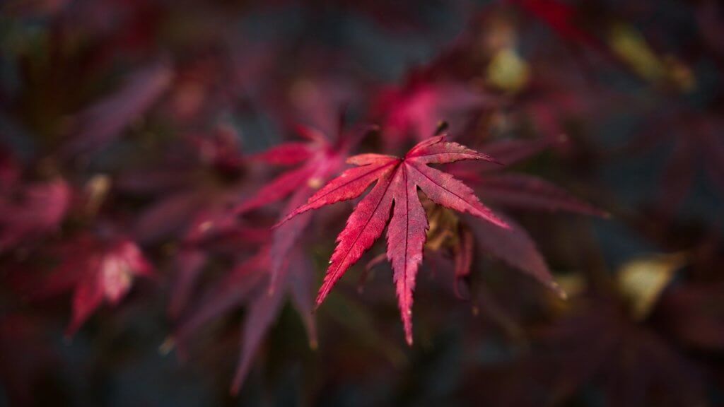 Red Acer – @mendhak